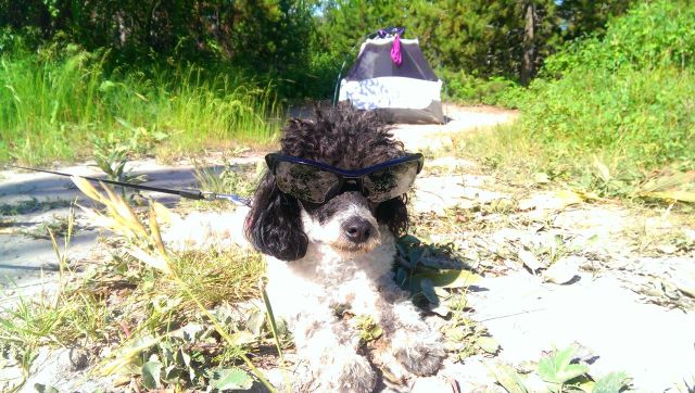 NKlQtI9GYJp1GTfZfo-4ClkYgx7dyU1SqgfGoPfbPy0